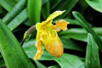 Orchideenzentrum  Frauenschuh
