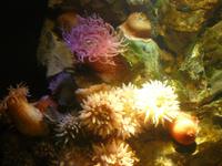 Ozeaneum 5