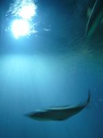 Ozeaneum 7