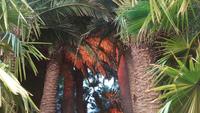 Palmenhaus Bad Pyrmont 20190101 154716