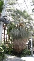 Palmenhaus