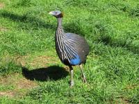 Perlhuhn