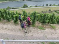 Plünderung des Weinbergs