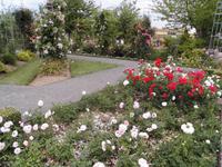 Polyantha