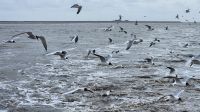 Rückfahrt von der Hallig Hooge