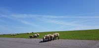 Radeln auf dem Deichkronenweg