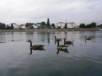 Rhein-Impressionen