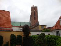 Ribe