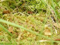 Ribnitzer Moor 4