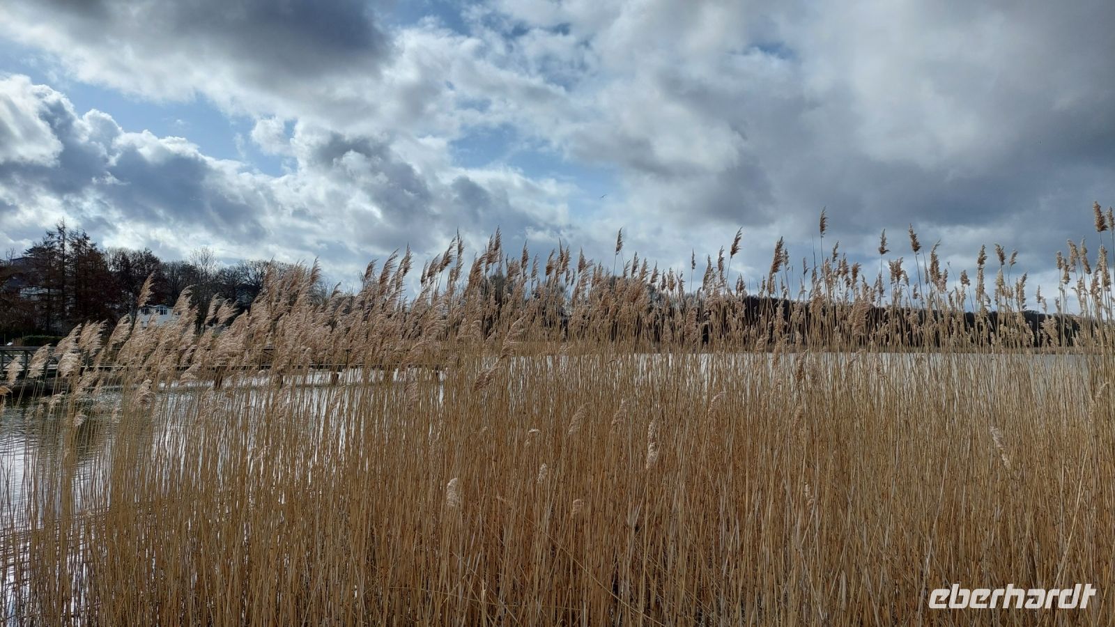 Rohr im See...