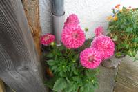SAM_0938