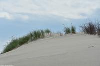 Sanddüne Norderney - Ostfriesische Inseln