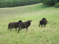Schafe am Wegesrand