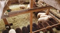 Schafscheune Vietschow- Blick hinunter