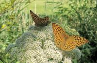 Schmetterlinge auf Herrenchiemsee
