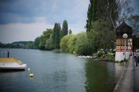 Schwanenfütterung