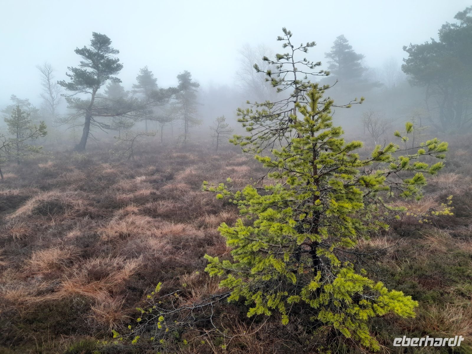 Schwarzes Moor