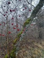 Schwarzes Moor