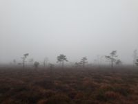 Schwarzes Moor