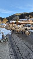Schwarzwälder Stau