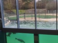 Seehundbecken Fütterung