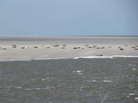 Seehunde
