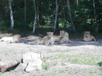 Serengeti-Park Hodenhagen-Löwenfamilie