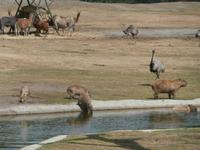Serengeti-Park Hodenhagen-Wasserschweine