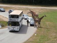Serengeti-Park Hodenhagen-der Giraffenblick
