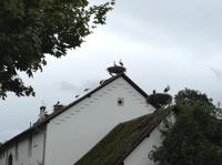 Störche überall