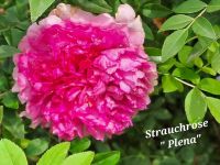 Strauchrose