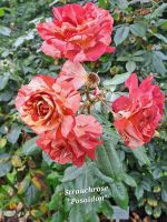 Strauchrose