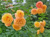 Strauchrose
