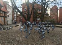 Tag 2 - Tauben