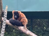 Tiergehege