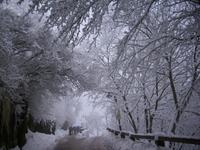 Verschneiter Winterwald