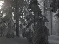 Verwunschener Brockenwald