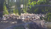 Vogelpark Walsrode