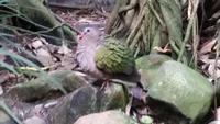 Vogelpark Walsrode