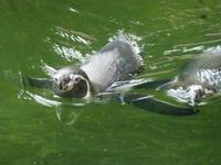 Vogelpark Walsrode