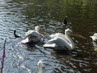 Vogelpark Walsrode