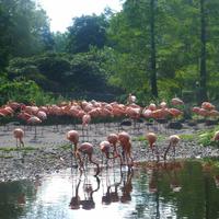 Vogelpark Walsrode