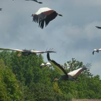 Vogelpark Walsrode