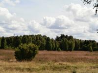 Wacholder in der Lüneburger Heide