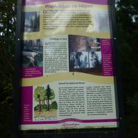 Wald