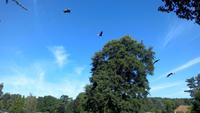 Walsrode. Weltvogelpark-Flugshow