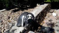 Walsrode. Weltvogelpark