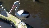 Walsrode. Weltvogelpark