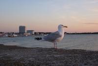 Warnemünde (37)