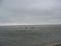 Watt, Büsum